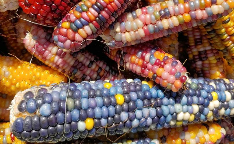 heirloom corn types