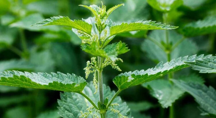 stinging nettle plant