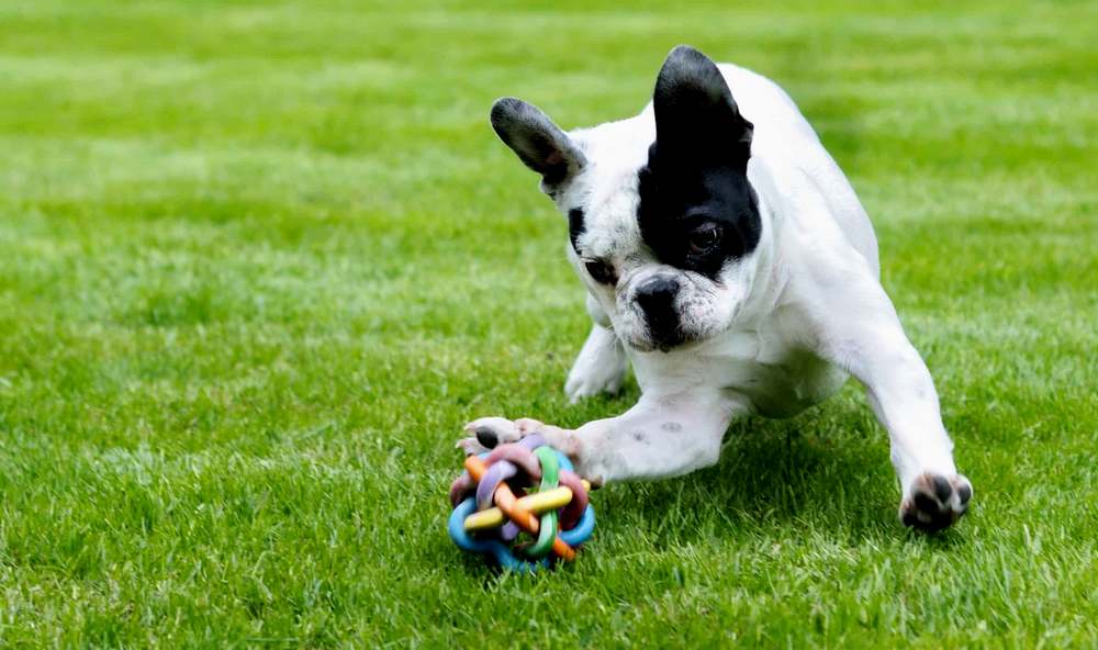 Dog Urine Killing Grass? Here’s What To Do! - Soil Starter